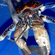 70- Les terribles pinces du crabe de cocotier 